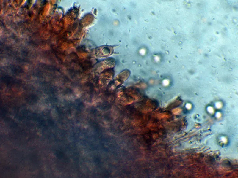 Laeticutis cristata 10 - Basidios-002